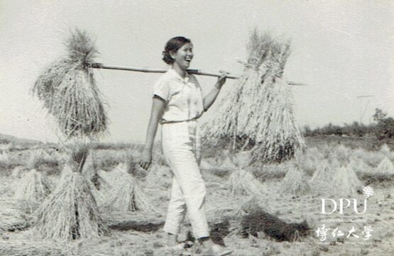 华妮在广州帮农民收稻